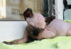 Photo №3. Canadian Sphynx kittens, elf. France