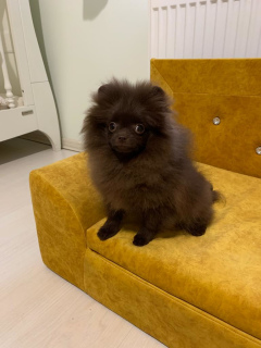 Photo №2 to announcement № 4109 for the sale of pomeranian - buy in Russian Federation breeder