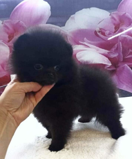 Photo №2 to announcement № 6195 for the sale of german spitz - buy in Russian Federation breeder
