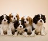 Photo №1. cavalier king charles spaniel - for sale in the city of Stockholm | negotiated | Announcement № 96281
