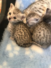 Photo №3. Egyptian Mau kittens for Adoption now. Germany