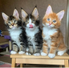 Photo №3. Available Maine Coon kittens for sale. Germany