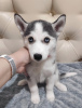 Photo №1. siberian husky - for sale in the city of Tyumen | 138$ | Announcement № 19746
