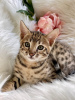 Photo №4. I will sell bengal cat in the city of Washington. private announcement - price - 300$