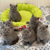 Photo №1. british shorthair - for sale in the city of Prague | negotiated | Announcement № 89446