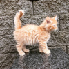 Photo №1. maine coon - for sale in the city of San Francisco | 300$ | Announcement № 96905