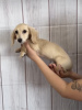 Photo №2 to announcement № 95971 for the sale of dachshund - buy in Norway private announcement