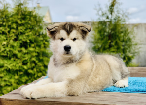 Photo №1. alaskan malamute - for sale in the city of Minsk | Negotiated | Announcement № 2455