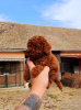 Photo №2 to announcement № 120716 for the sale of poodle (dwarf) - buy in Serbia 