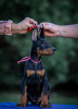 Photo №4. I will sell dobermann in the city of Belgrade.  - price - negotiated