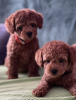 Additional photos: Miniature poodle puppies