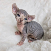 Photo №1. sphynx cat - for sale in the city of Missouri City | 2000$ | Announcement № 123553