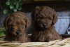 Photo №3. Toy poodle. Turkey