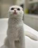 Photo №2 to announcement № 73106 for the sale of scottish fold - buy in Kazakhstan from nursery