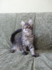 Photo №2 to announcement № 18099 for the sale of maine coon - buy in Russian Federation breeder