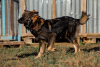 Photo №2 to announcement № 8304 for the sale of non-pedigree dogs - buy in Russian Federation from the shelter