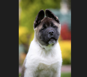 Photo №3. AMERICAN AKITA puppy. Ukraine