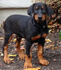 Photo №2 to announcement № 44032 for the sale of dobermann - buy in Austria 