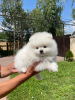 Photo №4. I will sell pomeranian in the city of Гамбург. private announcement - price - 380$