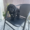 Photo №1. poodle (toy) - for sale in the city of Tbilisi | 500$ | Announcement № 19759