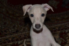 Photo №1. italian greyhound - for sale in the city of Brest | 1560$ | Announcement № 24781