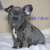 Photo №2 to announcement № 8293 for the sale of french bulldog - buy in Belarus private announcement, from nursery