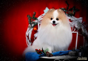 Photo №2 to announcement № 5813 for the sale of german spitz - buy in Russian Federation private announcement