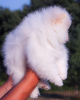 Photo №3. Pomeranian Spitz. Germany