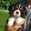 Photo №1. cavalier king charles spaniel - for sale in the city of Katunayake | 845$ | Announcement № 111733