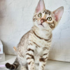 Photo №2 to announcement № 124349 for the sale of bengal cat - buy in United Kingdom 