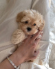 Additional photos: maltipoo