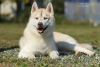 Photo №2 to announcement № 13260 for the sale of siberian husky - buy in Ukraine from nursery