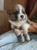 Photo №4. I will sell welsh corgi in the city of Валево.  - price - negotiated