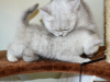 Additional photos: Vaccinated Snow white British shorthair kittens available now for sale