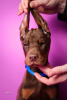 Additional photos: Doberman puppies for sale