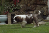 Photo №2 to announcement № 99357 for the sale of st. bernard - buy in Germany private announcement