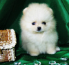 Photo №3. Little Pomeranian girl. Russian Federation
