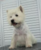 Additional photos: West Highland White Terrier puppy from International Champion