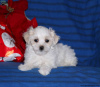 Photo №4. I will sell maltese dog in the city of Siegen.  - price - negotiated