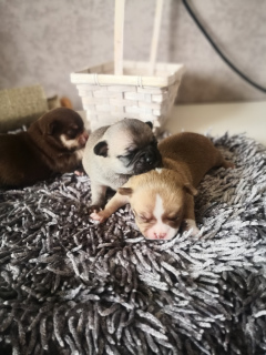 Additional photos: Chihuahua puppies fcl 4 girls and 4 boys from titled parents, dad champion of