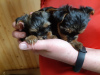 Photo №4. I will sell non-pedigree dogs in the city of Cherkasy. private announcement - price - 375$
