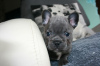 Photo №1. french bulldog - for sale in the city of Kassel | 539$ | Announcement № 99488