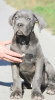 Photo №1. cane corso - for sale in the city of Vršac | negotiated | Announcement № 75320