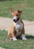 Additional photos: Mini Bull Terrier puppies