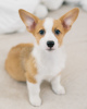 Photo №1. welsh corgi - for sale in the city of Vantaa | 370$ | Announcement № 121011