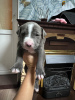 Photo №3. Amstaff puppies in heavy type. Russian Federation