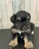 Additional photos: Cute Schnauzer puppies