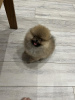 Photo №2 to announcement № 108957 for the sale of pomeranian - buy in Serbia 