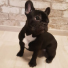 Additional photos: french bulldog