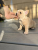 Photo №1. french bulldog - for sale in the city of Ludwigsburg | 528$ | Announcement № 80752